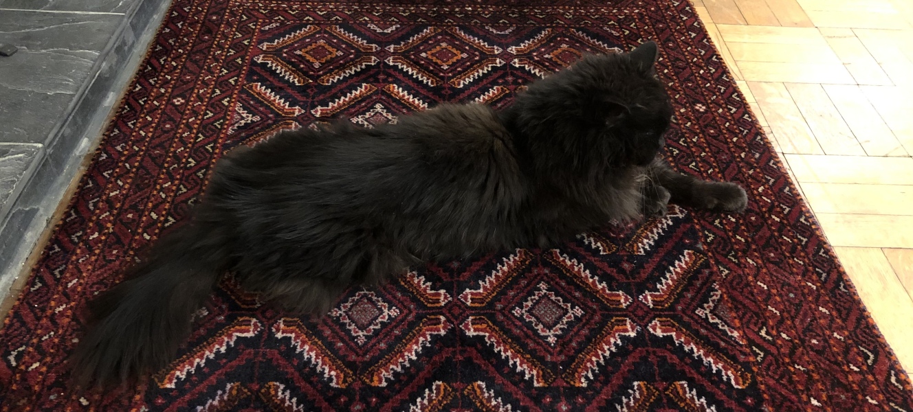 Solensia for arthritic cat, has anyone tried it?