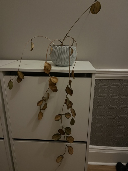 Hoya Carnosa - help me rescue it!