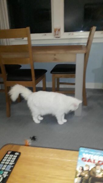 Hundreds of cats, thousands of cats, millions and billions and trillions of cats