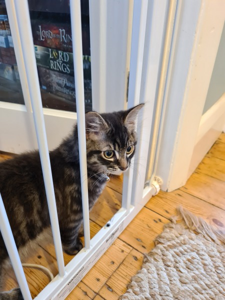 Cat passable baby gates