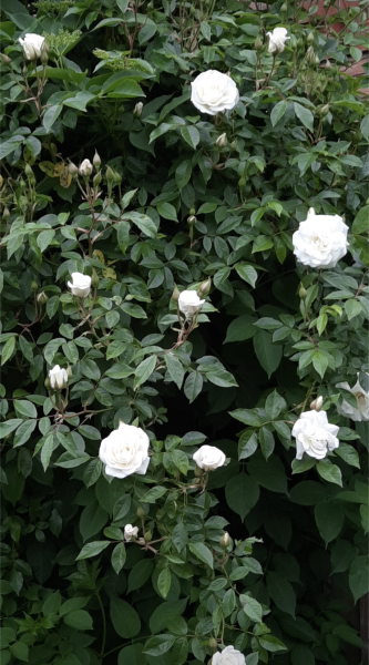 Could anyone help me identify this rose?