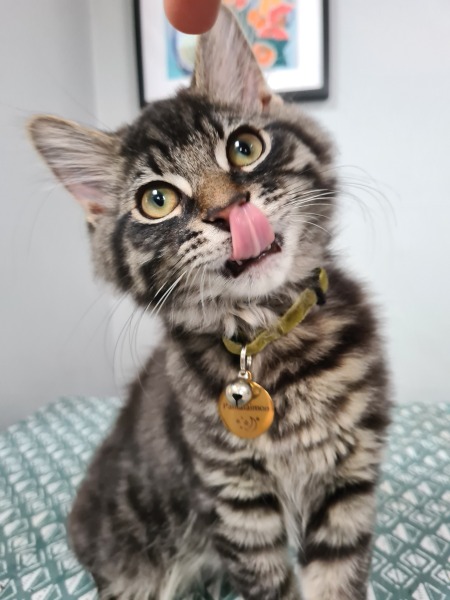 Please help - kitten won't stop chasing the dogs