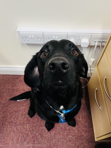 How much does your dog shed? I can't figure out how mine isn't bald by now.