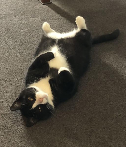 Cat Appreciation Post