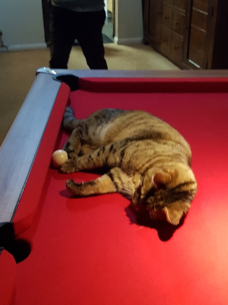 Thug cat part 5 - For he will not do destruction, if he is well-fed, neither will he spit without provocation.