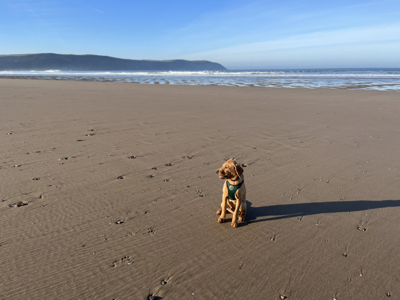 Puppy Survival Thread - as we approach Fireworks night for the first time…