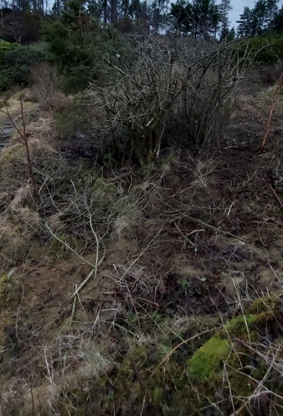 Land overgrown with grass