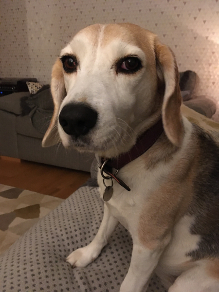 To ask to see your pets? 