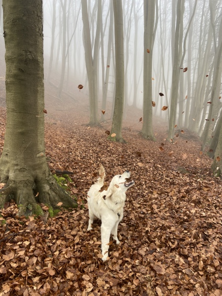 Puppy Survival Thread - as we approach Fireworks night for the first time…