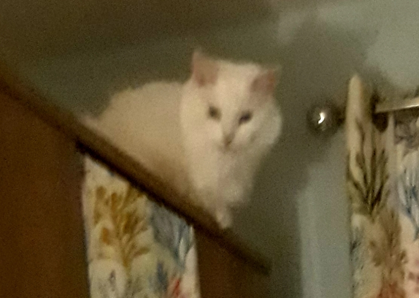 Do cats have to sleep high up?