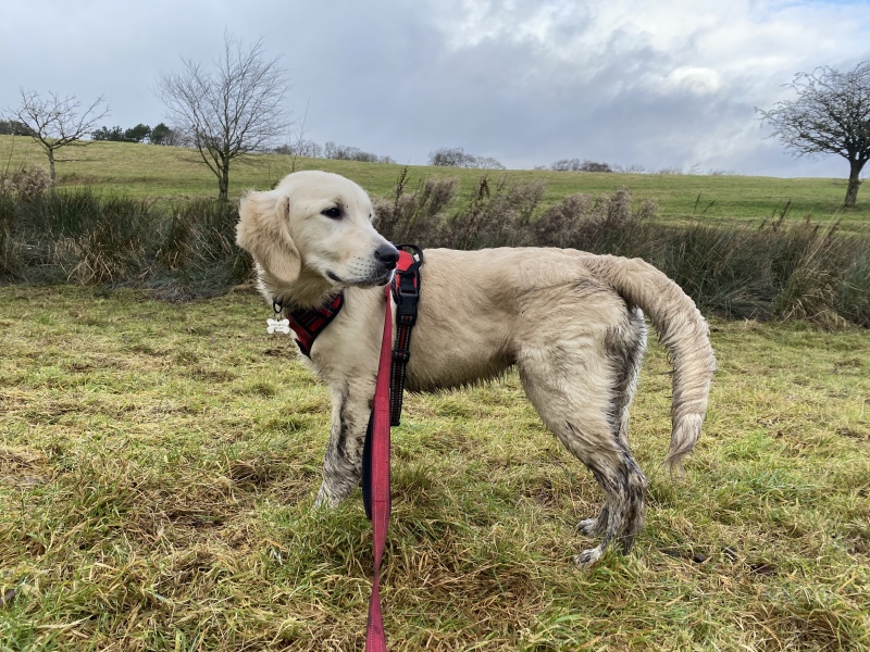 Puppy Survival Thread - as we approach Fireworks night for the first time…