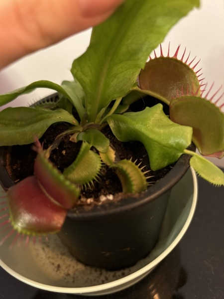 What's going on with my Venus?