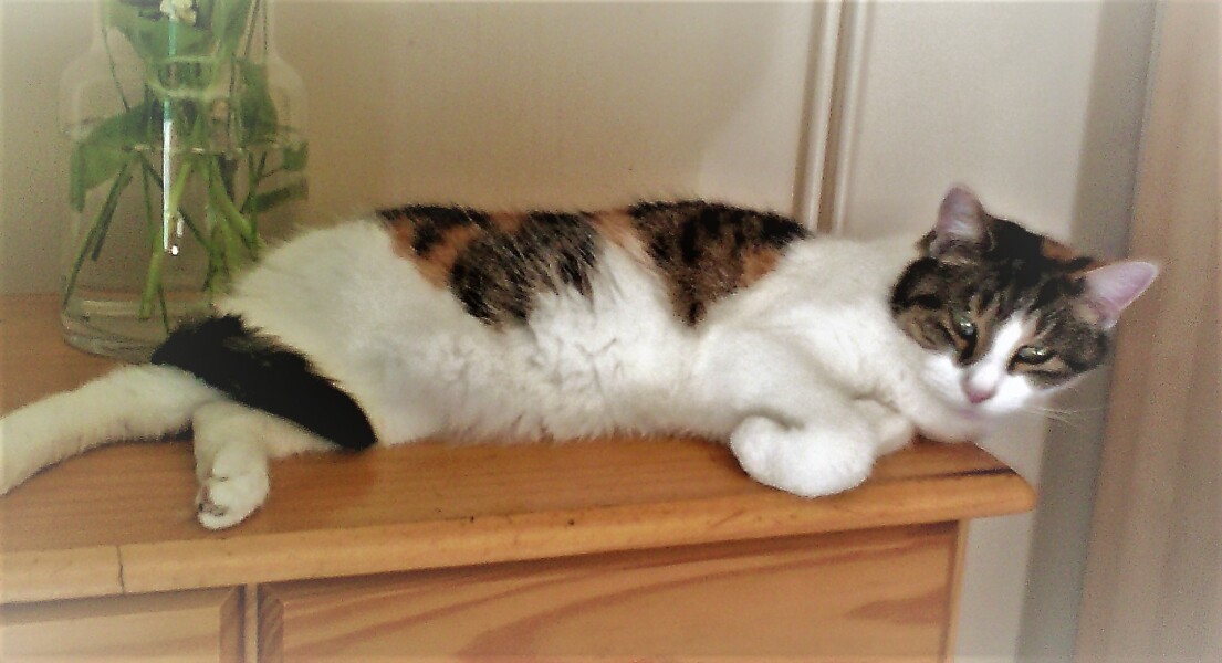 Do cats have to sleep high up?