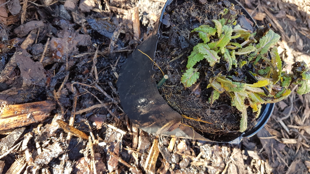 Salvia planting question