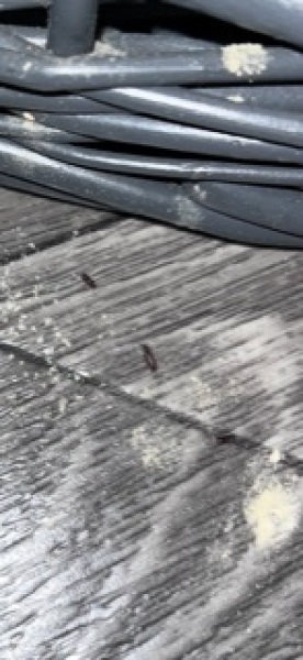 What kind of bug eats wicker?