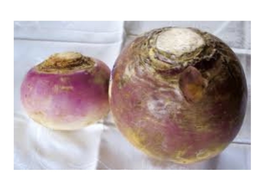 Anyone else never tried turnip?