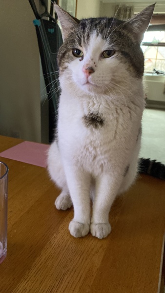 Thug cat part 5 - For he will not do destruction, if he is well-fed, neither will he spit without provocation.