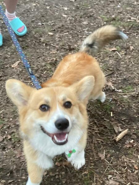 How much does your dog shed? I can't figure out how mine isn't bald by now.