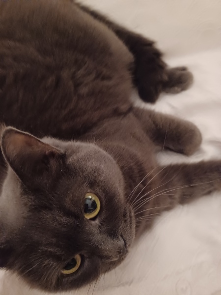 To think expensive flea treatment should actually kill fleas? 