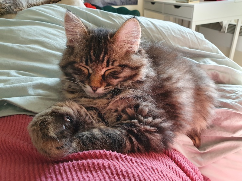 Anxious about leaving my 3 month old kitten alone.