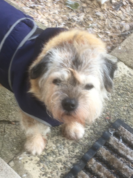 Border terrier