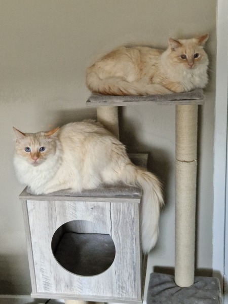 Cat Appreciation Post