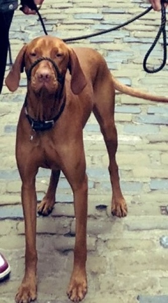 Using a slip leash on a dog that pulls