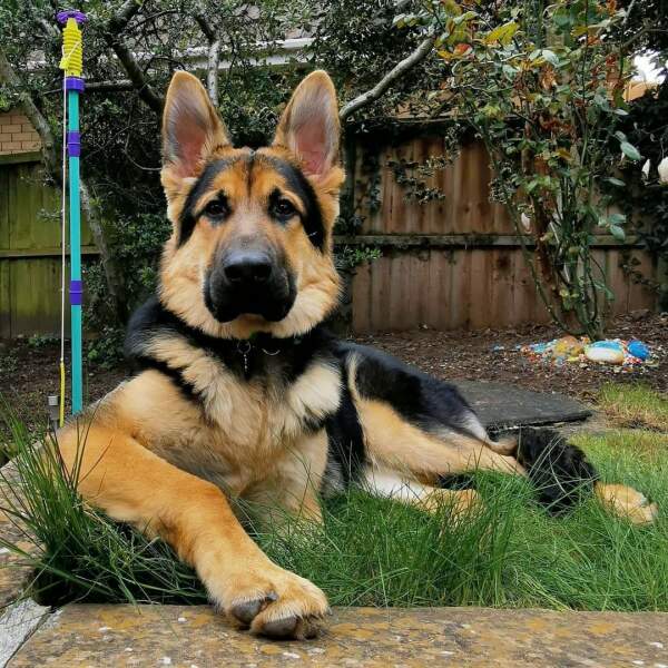 To ask to see your pets? 