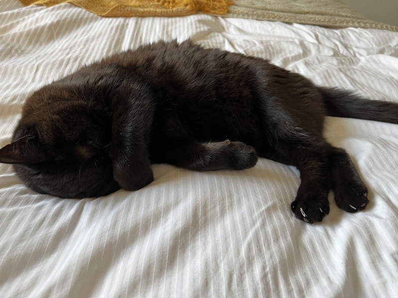 Cat breathing fast