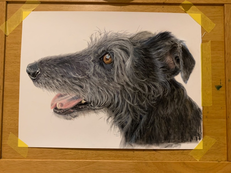 Pet portraits - what kinda price?