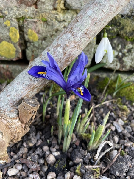 4 flowering things in my garden today!