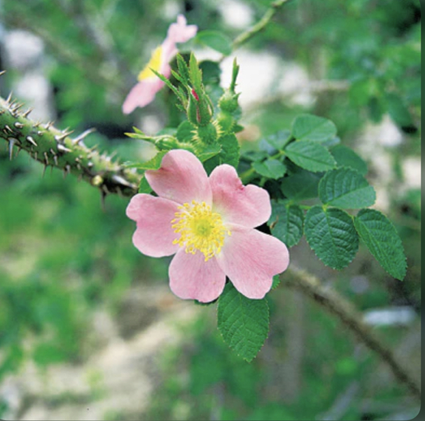 What do you think of Briar for a girl?