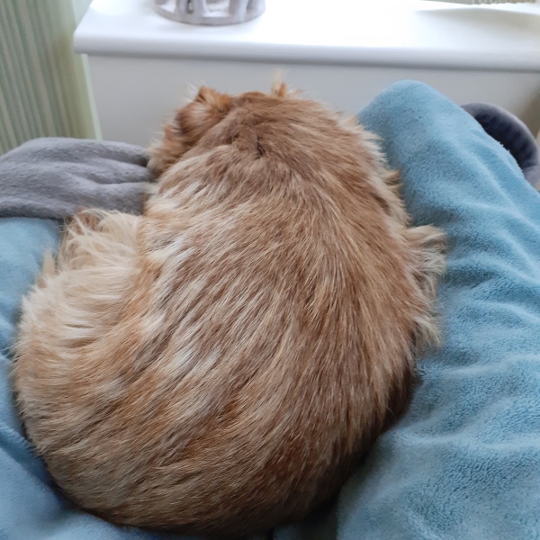 The reasons my husband gave for not getting a pet
