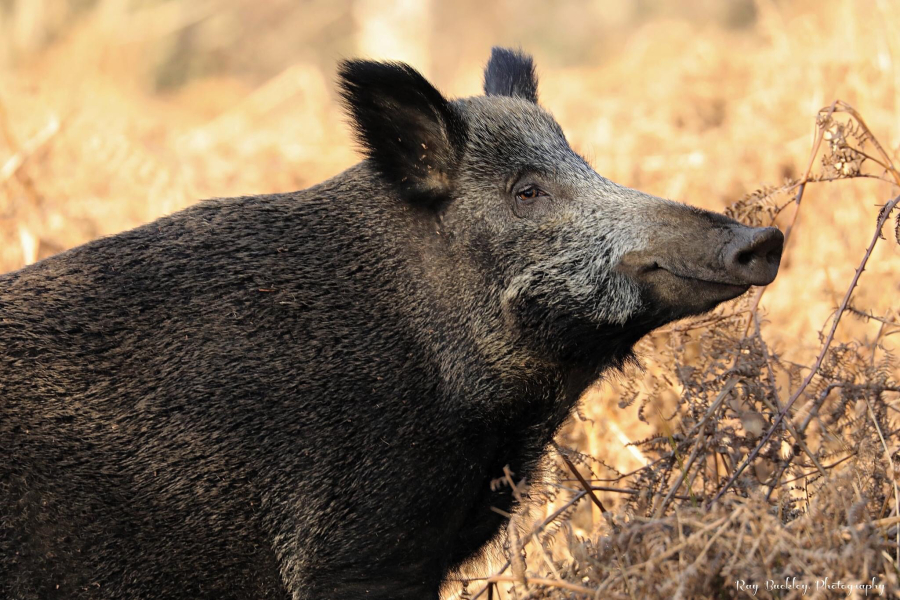 Could he be having an affair???