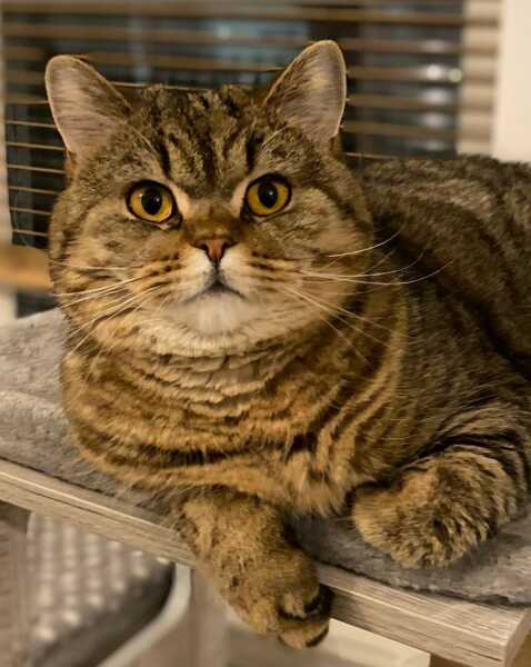 Thug cat part 5 - For he will not do destruction, if he is well-fed, neither will he spit without provocation.