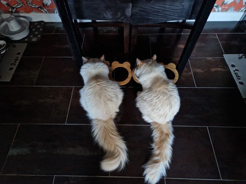 Cat Appreciation Post