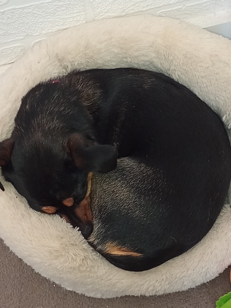 What does your dog do all day?