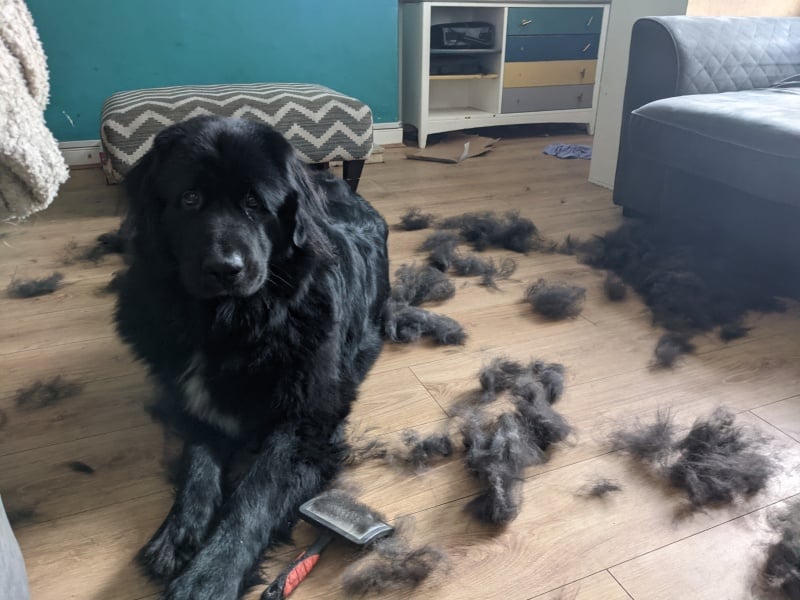 How much does your dog shed? I can't figure out how mine isn't bald by now.