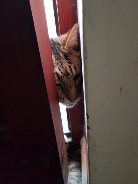 Thug cat part 5 - For he will not do destruction, if he is well-fed, neither will he spit without provocation.