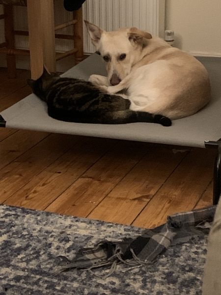 Introducing puppy to cat