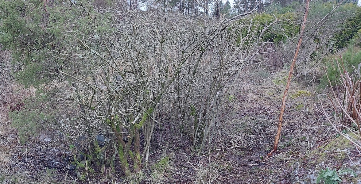 Land overgrown with grass