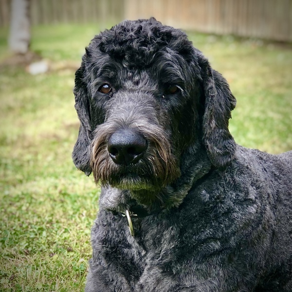 Golden doodle hates being groomed- what to do?