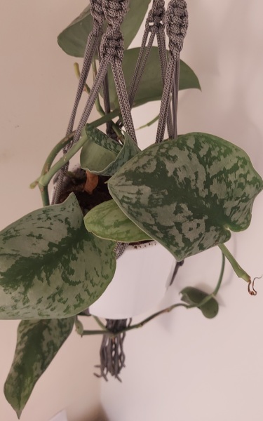 What is this plant?