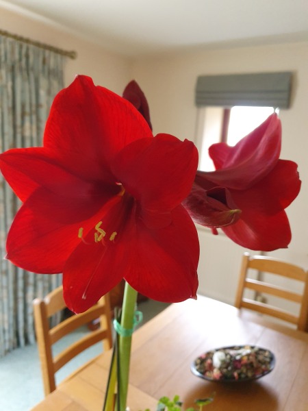 Who'd like an Amaryllis (Hippeastrum) thread?