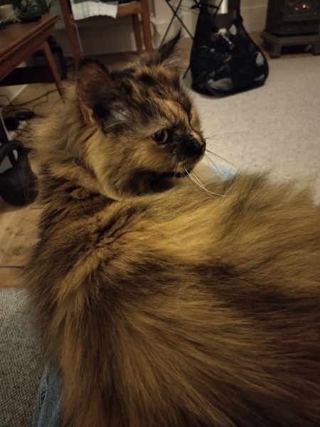 Why had my indifferent cat become a snugglebum.
