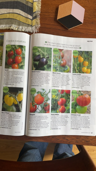 Cherry tomatoe recommendations! 