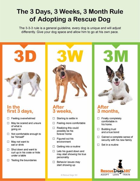 If you’ve rescued a dog  