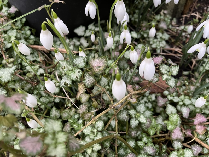 Spring and Summer Bulbs 2023