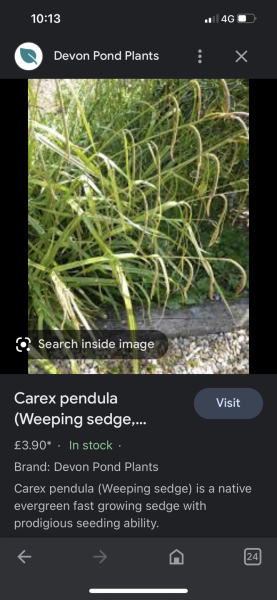 Is this a daylily?
