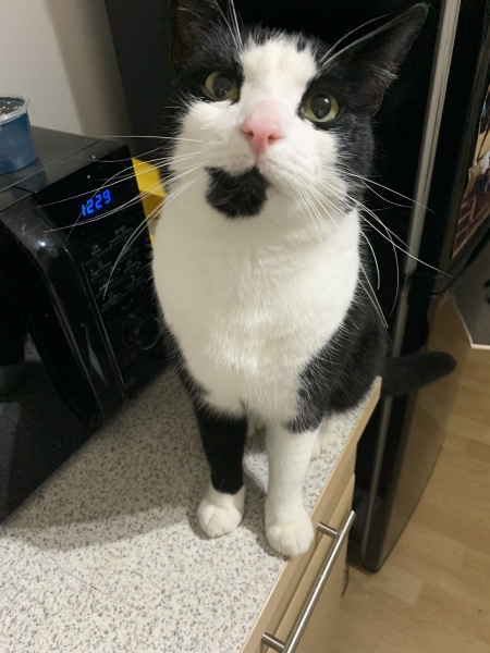 Hundreds of cats, thousands of cats, millions and billions and trillions of cats